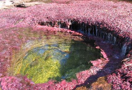 Caño Cristales wajahat22-2-2013 (